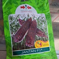 JAGUNG JANTAN/JAGUNG PULUT/JAGUNG HITAM F1 ISI 200BUTIR