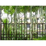 Snake luffa seeds 5 seeds