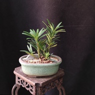 雀舌羅漢松 迷你盆景 原生株 掌上盆景 矮樁    花盆   plant  Bonsai 植物 盆栽 小樹  禮物 gift 風水 【實拍。只此一盆】