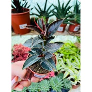 DWARF RUBBER TREE DWARF