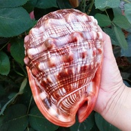 (CPOV) Natural Mouth Helmet Conch Shell Coral Sea Snail Fish Tank Adorn Ornament 1Pcs