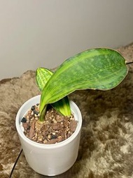 Sansevieria Masoniana Var 寶扇錦虎尾蘭 / 照顧容易 / 窗邊散光, 通風 / 母株型態特別, 子株生得很直, 錦化也很好 / 鑽石山MTR現金交收