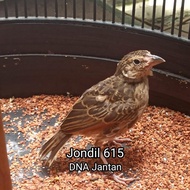 Burung Branjangan Javanica Trotol Ring Jondil