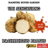 HSK [10pc] BIJI BENIH UBI SENGKUANG BIDOR SK2 JICAMA SEED PACHYRHIZUS EROSUS