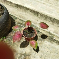 caladium red devil keladi viral