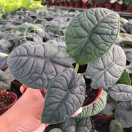 TKL - AlocasiaMelo/CucullataCrinklesKaripap/Azlanii/ReversaHannah/Stingray/Sarian哈密瓜/黃貂魚/蕾丝海芋/萨利安