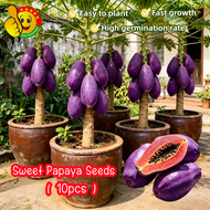 100% Authentic 10pcs High Yield Purple Papaya Seeds 紫皮红心木瓜种子 Biji Benih Betik Merah Kulit Merah Isi