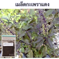 เมล็ดพันธุ์กระเพราแดง ราคา 9 บาท (10 แถม 1 คละได้)