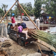 pohon kurma ajwa / pohon palem kurma ajwa 