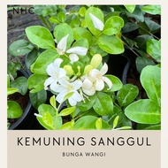 pokok bunga kemuning sanggul