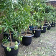 Pokok mangga Harumanis kawin main mango harumanis