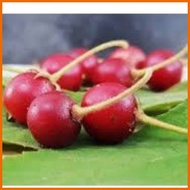 △ ✈ ARATILIS SEED`S "Mansanitas" Kerson Fruit or Muntingia calabura