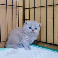 anakan kucing british shorthair original papa mama import rusia 