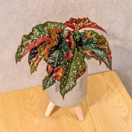 羅西秋海棠 水泥盆栽 落地盆栽 小高木腳水泥盆栽 開幕送禮 喬遷