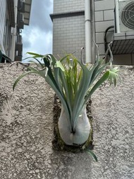 P.veitchii Auburn River  Ar  澳本河 鹿角蕨 澳銀