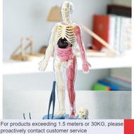 ZHY/medical model💎21 Removable Parts  Squishy Human Body Medical Anatomy Model SmartLab Educational Toys GJD9