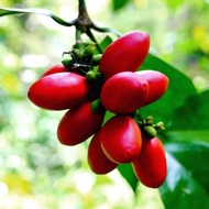 Anak pokok Belinjau @ belinjo