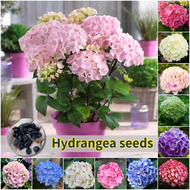 ปลูกง่าย เมล็ดสด100% เมล็ดพันธุ์ ไฮเดรนเยีย บรรจุ 50เมล็ด คละสี Mixed Hydrangea Flower Seed เมล็ดดอกไม้ บอนสีราคาถูก เมล็ดบอนสี ต้นไม้มงคล บอนสี ดอกไม้ปลูกสวยๆ เมล็ดพันธุ์ดอกไม้ ไม้ประดับ ไม้ดอก พันธุ์ดอกไม้ ดอกไม้ปลูก แต่งบ้านและสวน Seeds for Planting