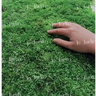 Wepping moss - semi-terrarium moss - moss grown in terrariums, attaching driftwood, semi-terrarium r