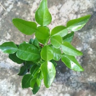 8 NUMBER ORANGE TREE SEEDLINGS FOR COOKING SPICES