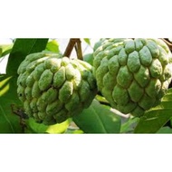 benih biji buah nona