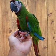 burung savere macaw baby jinak