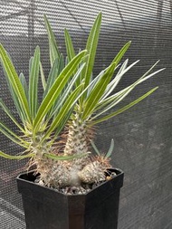 象牙宮 pachypodium gracilius 多肉塊根稀有植物