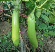 2025種子-泰國綠茄子種子/包郵/Thai green eggplant seedlings