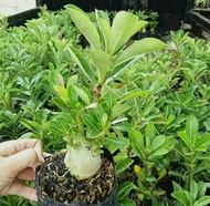 bibit tanaman adenium bonggol besar bahan bonsai kamboja jepang