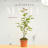 Treeno.9 T407 เมเปิ้ลไต้หวัน (Maple) กระถาง 6 นิ้ว สูง 60-70 cm ต้นไม้ประดับใบสวยงาม เมื่อโดนแสงแดดจ