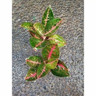 terlaris adelia - tanaman hias aglaonema aglonema