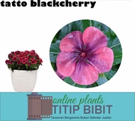 Tanaman Bunga Vinca Tatto Blackcherry