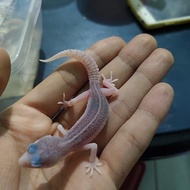 Leopard Gecko Pied (Line Super Pied)
