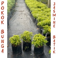 POKOK JASMINE BATIK / Ervatamia Dwarf Plant /Outdoor Plant / Dwarf Plant