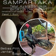 ayam bangkok ekor lidi telur siam fertil