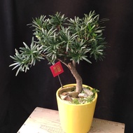 大棵 原生羅漢松 小葉雀舌 36cm 盆景  連 陶瓷花盆   plant  Bonsai 植物 新年 盆栽 小樹  年花 禮物 gift 38cm(H) 只此一盆