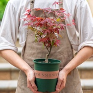 Pokok seed  Bonsai Tree  seed