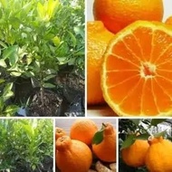 GG13 bibit jeruk dekopon okulasi tanaman buah jeruk pohon jeruk non