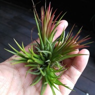 Ionantha Fuego mini clump