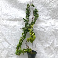 皺葉毬蘭Hoya 約2呎高