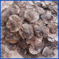 ➼ ★ ╲ Narra Tree Seeds Per Pack