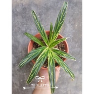 TKP,Aglaonema Bai Kaw ,Rare Aglaonema White Stem Cutlass ,Aglaonema Bamboo,Real Live Plant , Rare Pl