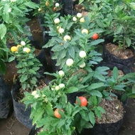 BIBIT TANAMAN TOMAT KRISMIL ATAU JERUSALEM CHERRY