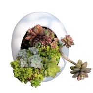 FlowerpotLiving Room round Ivory White Simple personality creative Succulent Platter Flowerpot Succulent Ceramic Basin F