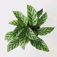 [SG 🇸🇬Store] Calathea freddie, Zebra Plant in pot of approx 17 cm diameter