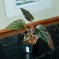 Begonia Hatacoa [ Darkform ][ RARE Plant ]
