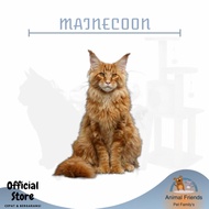 KUCING MAINECOON PURE BREED Terbaru