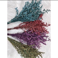 {BEJI} CASPIA GRASS (DRIED FLOWER)