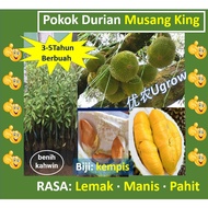 Pokok Durian MUSANG KING D197  Raja Kunyit 猫山王 榴莲苗 Sapling Durian