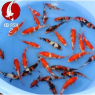 JUAL koi bibit warna cerah ikan sehat size 3-7cm